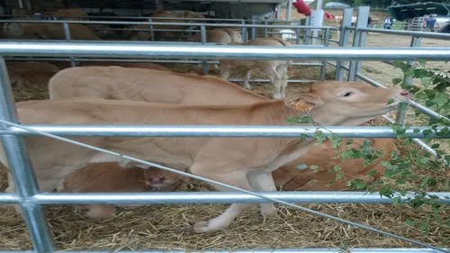 Sedan : top départ pour la foire agricole et forestière